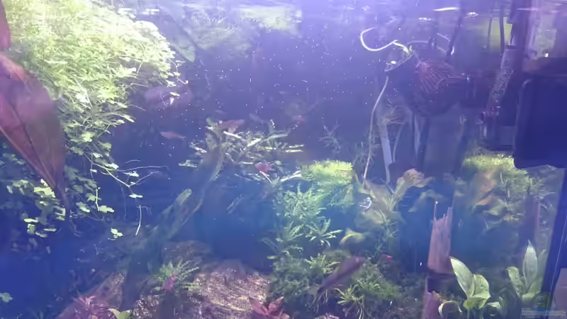 Aquarium Becken 27491 von Schakal (10)