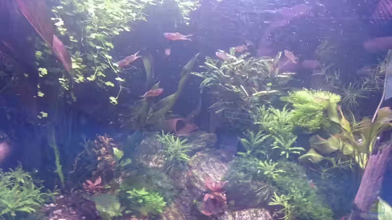 Aquarium Becken 27491 von Schakal (11)