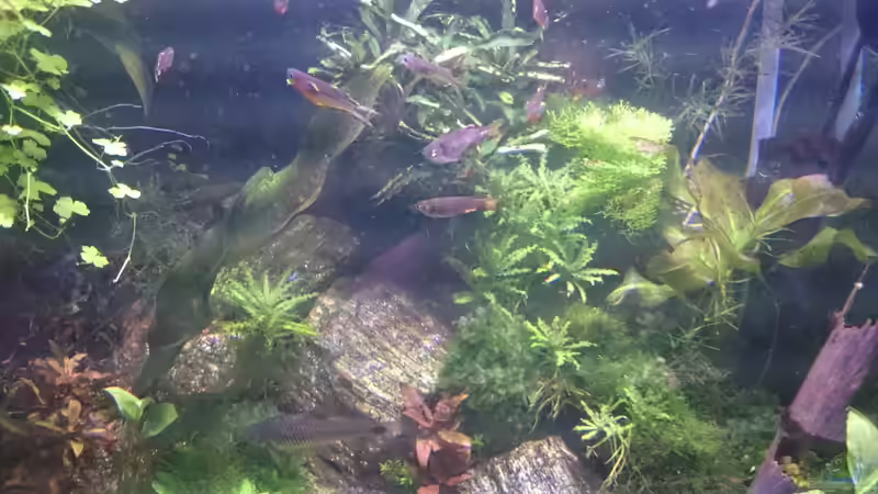 Aquarium Becken 27491 von Schakal (12)