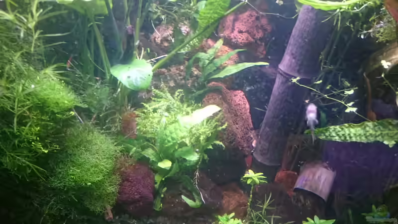 Aquarium Becken 27491 von Schakal (13)