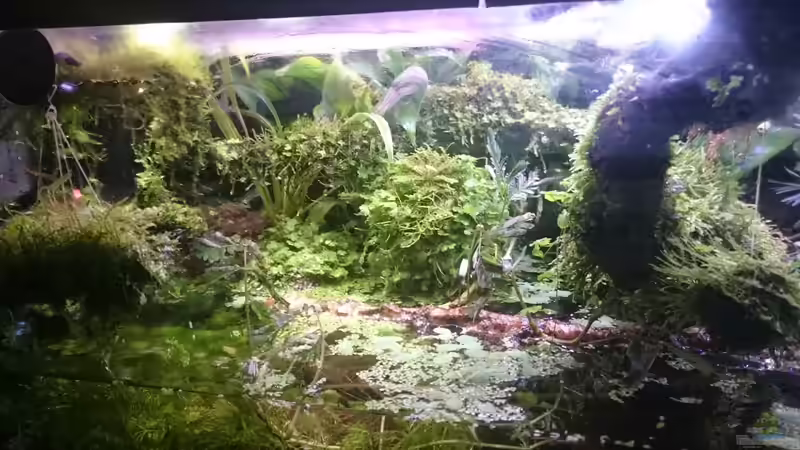 Aquarium Becken 27491 von Schakal (14)