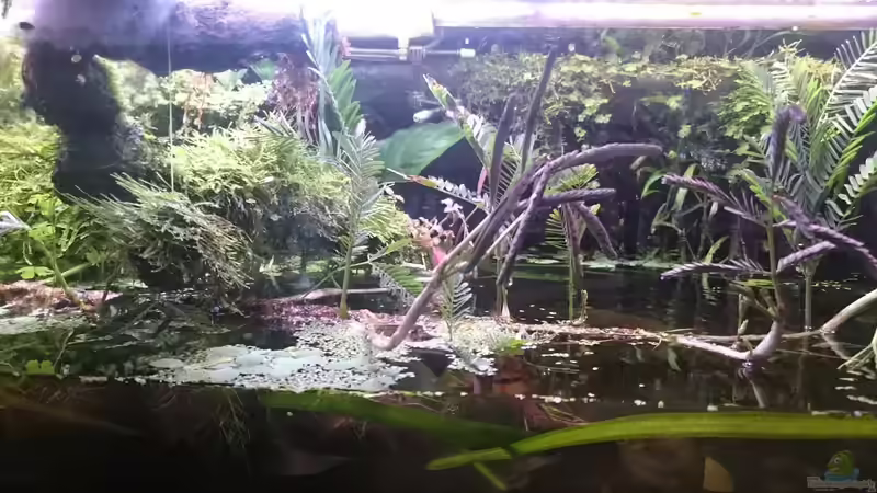 Aquarium Becken 27491 von Schakal (15)