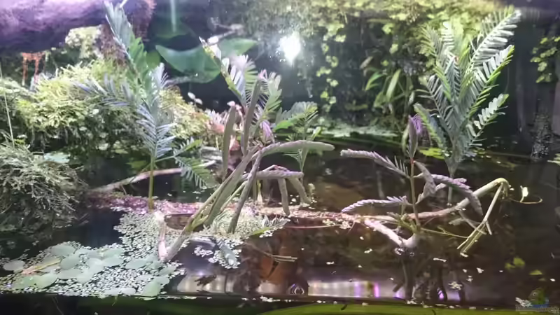 Aquarium Becken 27491 von Schakal (19)