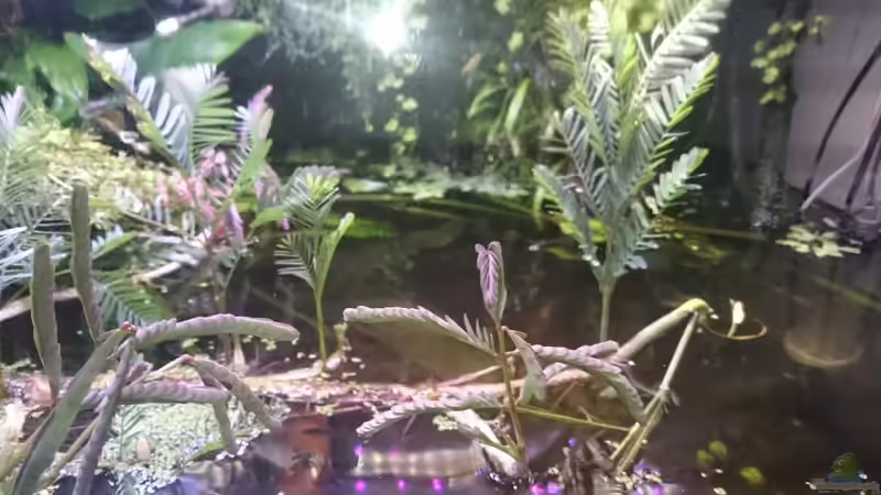 Aquarium Becken 27491 von Schakal (20)