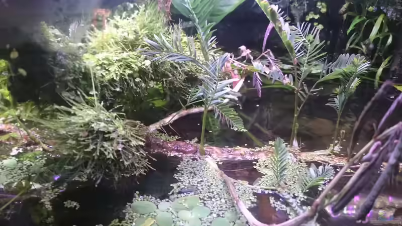 Aquarium Becken 27491 von Schakal (21)