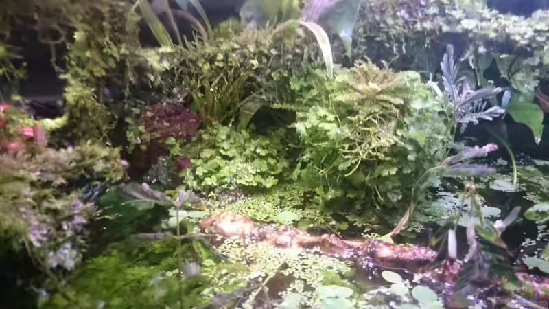 Aquarium Becken 27491 von Schakal (22)