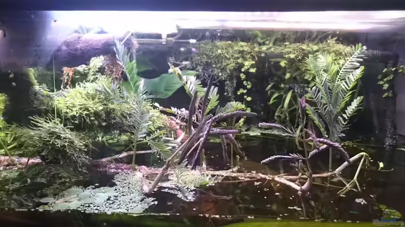 Aquarium Becken 27491 von Schakal (23)