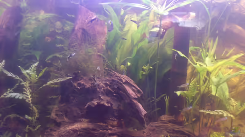 Aquarium Becken 27491 von Schakal (26)