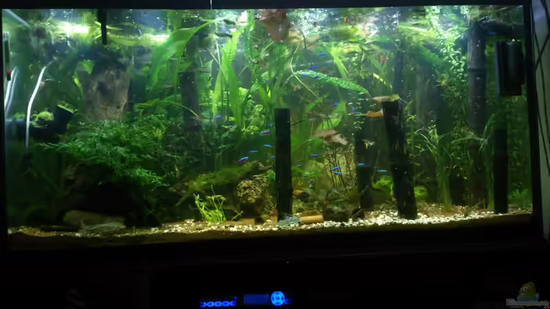 Aquarium Becken 27491 von Schakal (27)