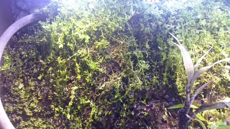 Aquarium Becken 27491 von Schakal (5)