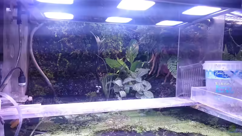 Aquarium Becken 27491 von Schakal (8)