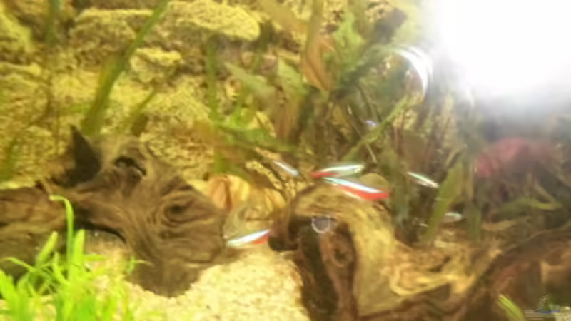 Aquarium Becken 27534 von Thomas Seidenstuecker (2)