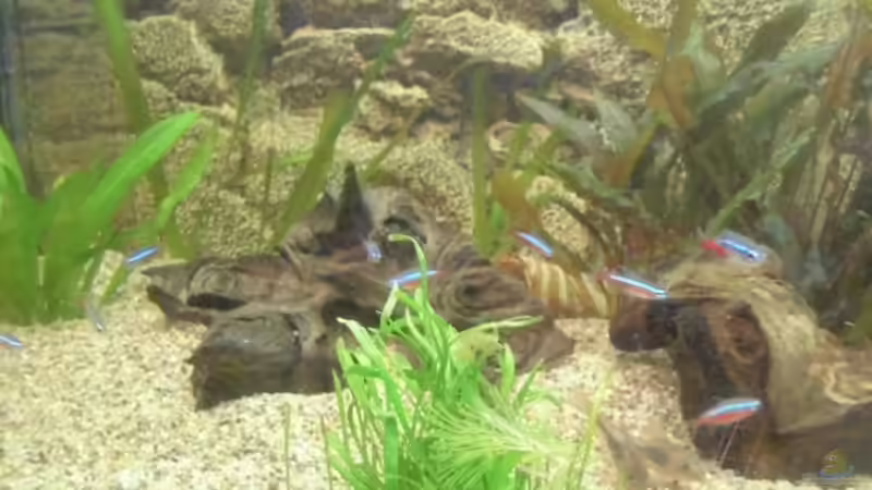 Aquarium Becken 27534 von Thomas Seidenstuecker (3)