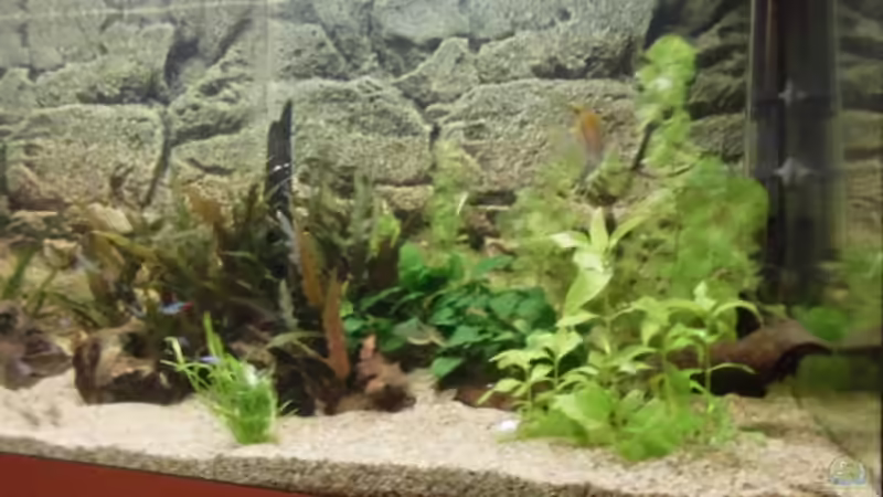 Aquarium Becken 27534 von Thomas Seidenstuecker (5)