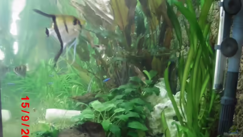 Aquarium Becken 27534 von Thomas Seidenstuecker (8)