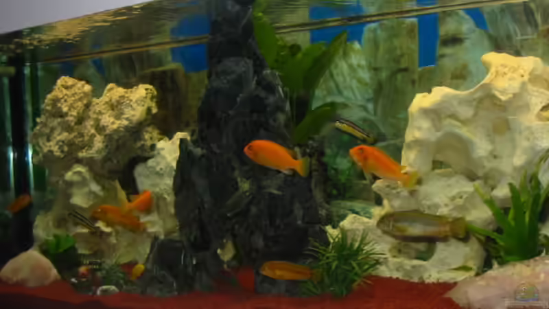 Aquarium Becken 2755 von Thorsten Kausche (2)