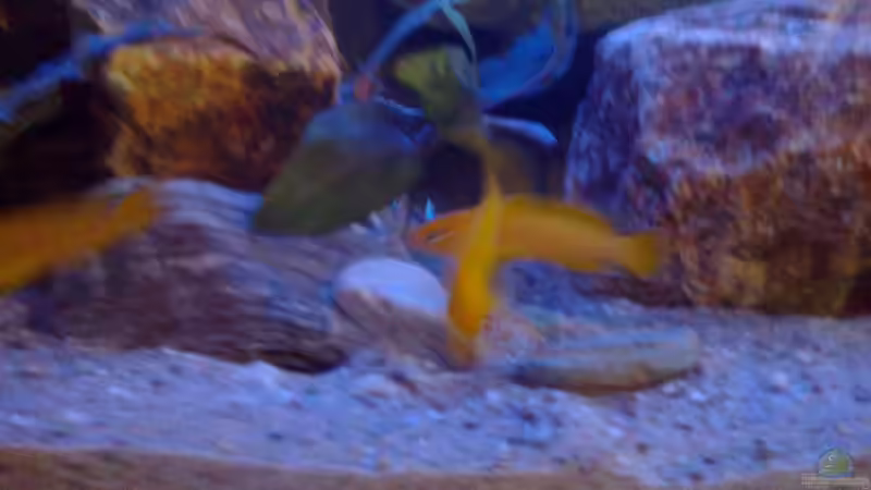 Aquarium Becken 27594 von Torsten N. (6)