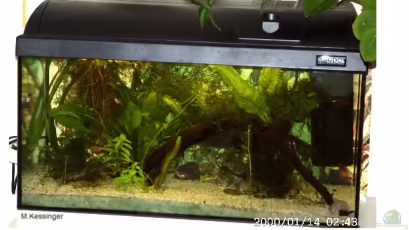 Aquarium Becken 2761 von Martin Kessinger (3)