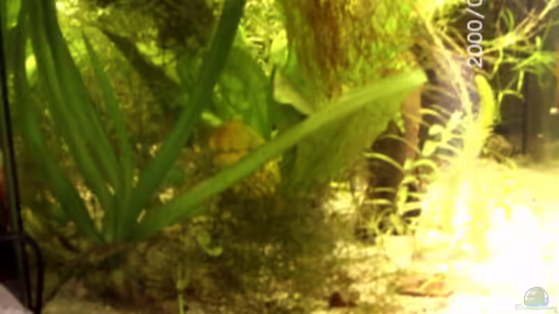 Aquarium Becken 2761 von Martin Kessinger (4)