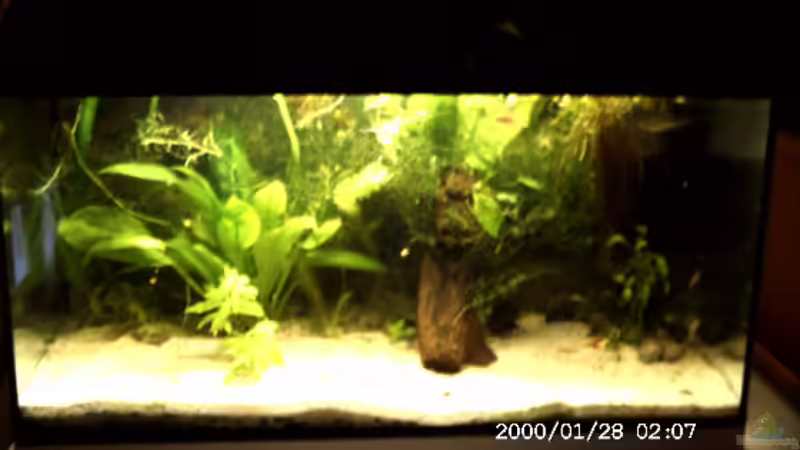 Aquarium Becken 2761 von Martin Kessinger (5)