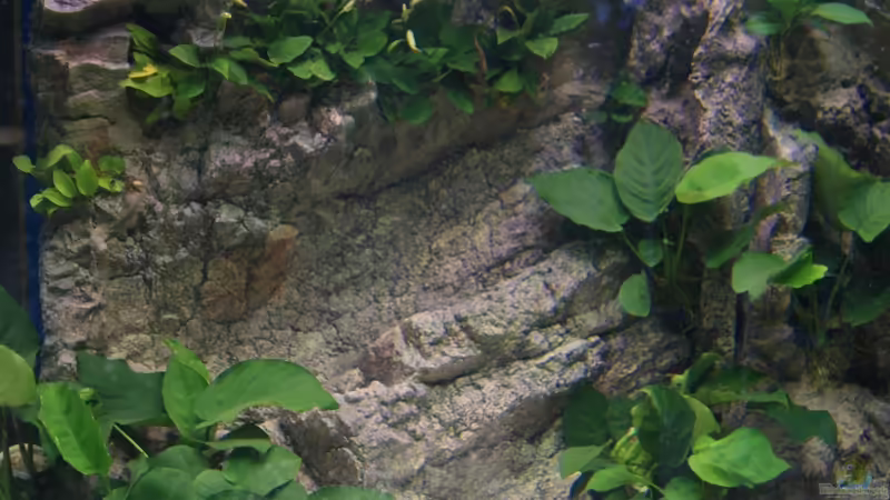 Aquarium Becken 27667 von Michael Walther (4)