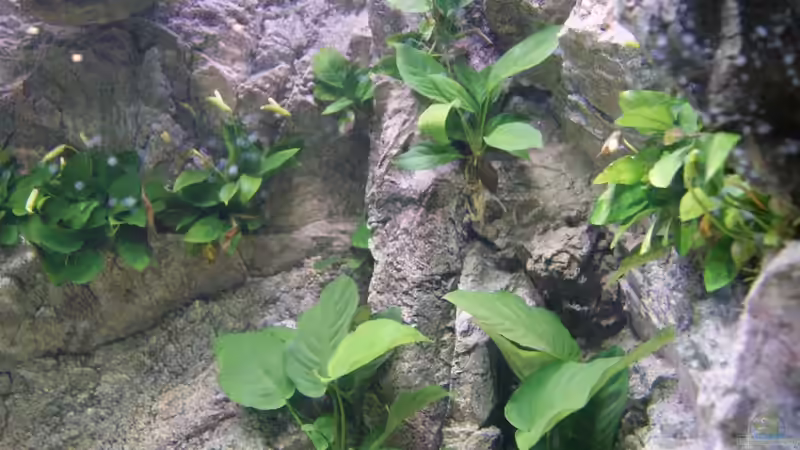 Aquarium Becken 27667 von Michael Walther (5)