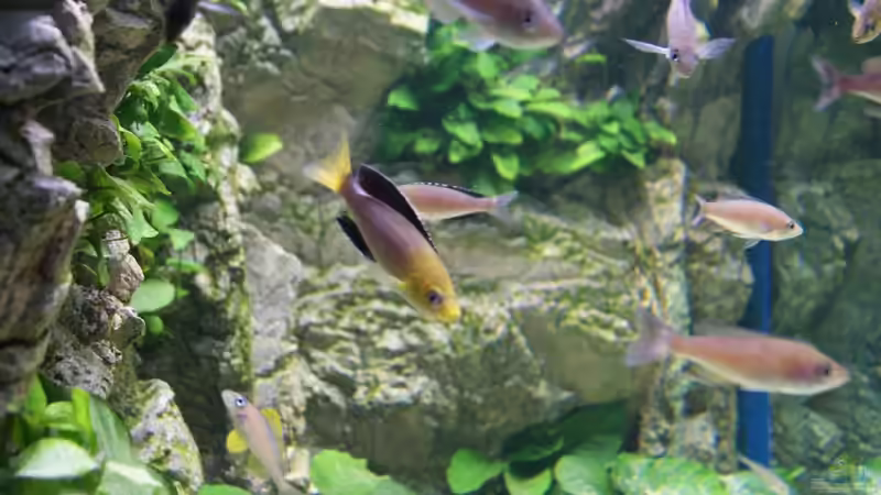 Aquarium Becken 27667 von Michael Walther (7)