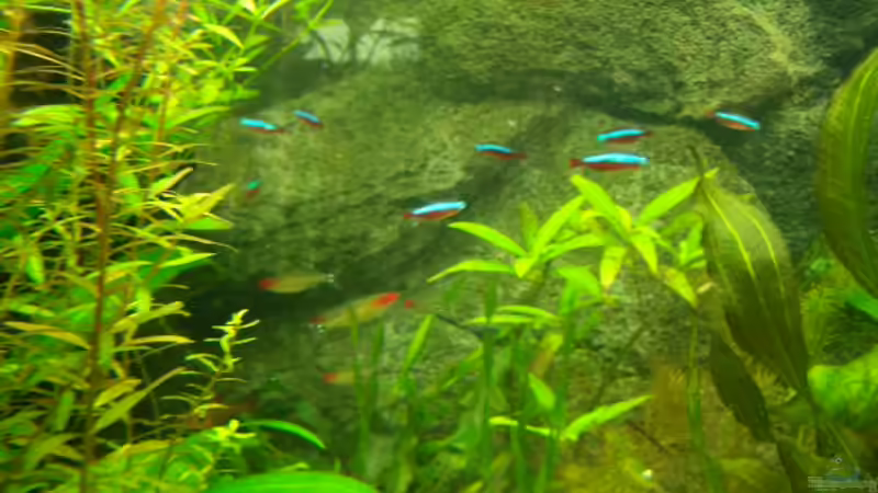 Aquarium Becken 2767 von Rauti (3) (8)