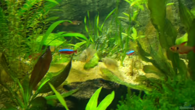 Aquarium Becken 2767 von Rauti (5)