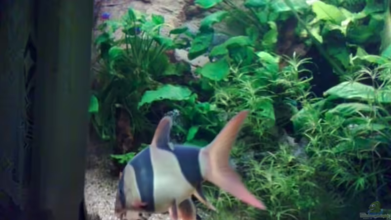 Aquarium Becken 27671 von ecki (10)