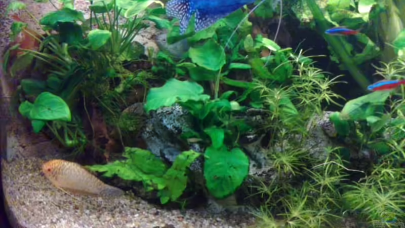 Aquarium Becken 27671 von ecki (11)