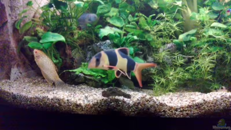 Aquarium Becken 27671 von ecki (12)