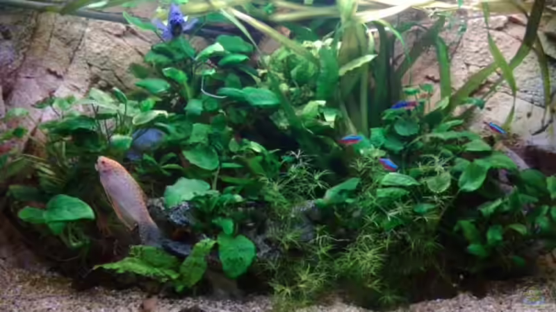 Aquarium Becken 27671 von ecki (5)