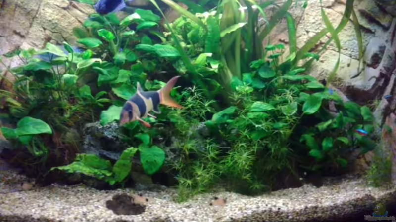 Aquarium Becken 27671 von ecki (9)