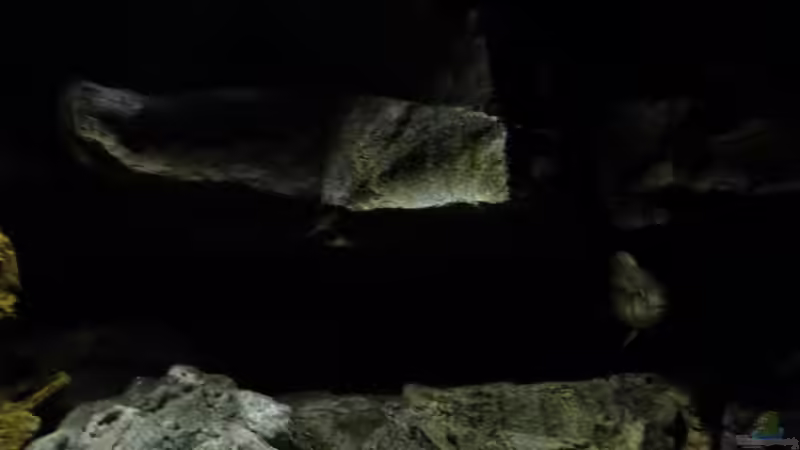 Aquarium Becken 27745 von namaycushfreak (10)