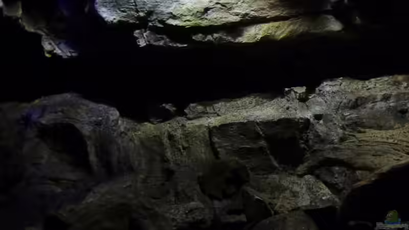 Aquarium Becken 27745 von namaycushfreak (12)