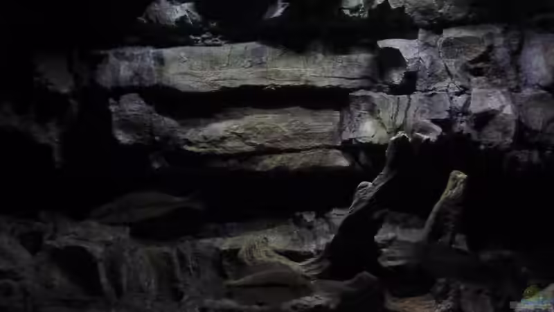 Aquarium Becken 27745 von namaycushfreak (24)