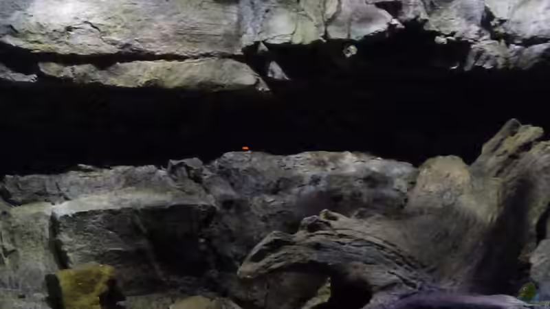 Aquarium Becken 27745 von namaycushfreak (26)