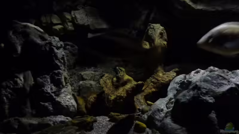 Aquarium Becken 27745 von namaycushfreak (6)