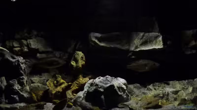 Aquarium Becken 27745 von namaycushfreak (7)