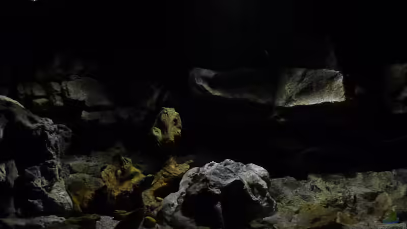 Aquarium Becken 27745 von namaycushfreak (8)