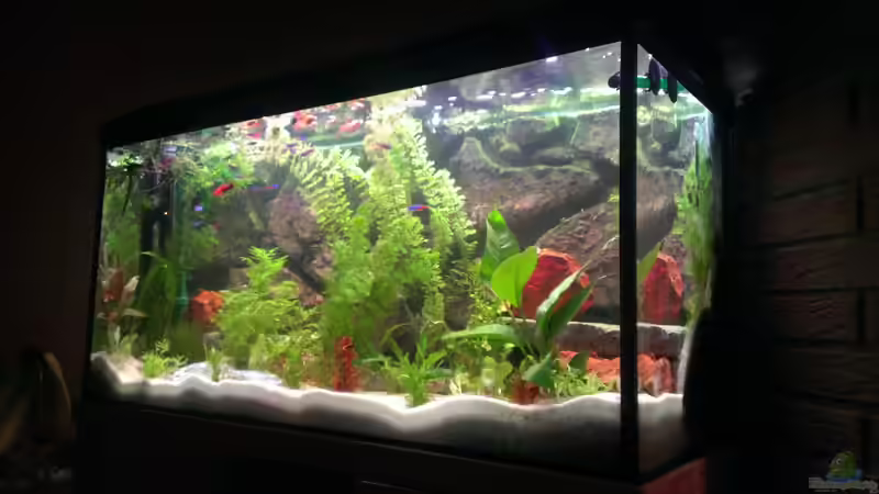 Aquarium Becken 27772 von Jan H. (15)