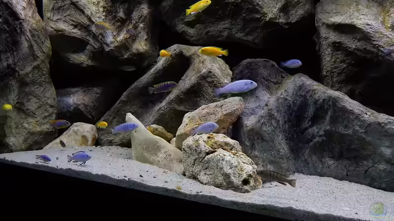 Aquarium Becken 27776 von ivi (7)