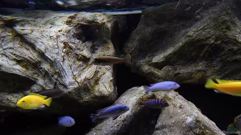 Aquarium Becken 27776 von ivi (9)