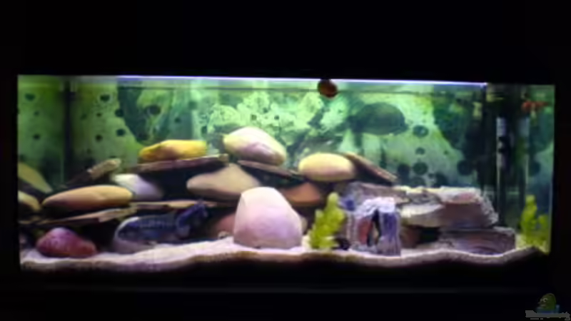 Aquarium Becken 2779 von Frank Rollmann (2)