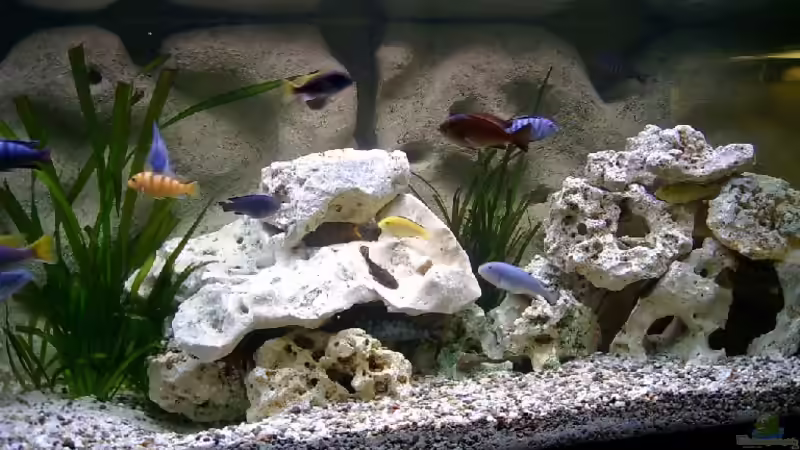 Aquarium Becken 278 von Michael Habermann (2)