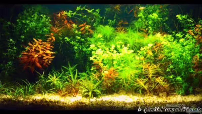 Aquarium Becken 2781 von Nico Förster (10)