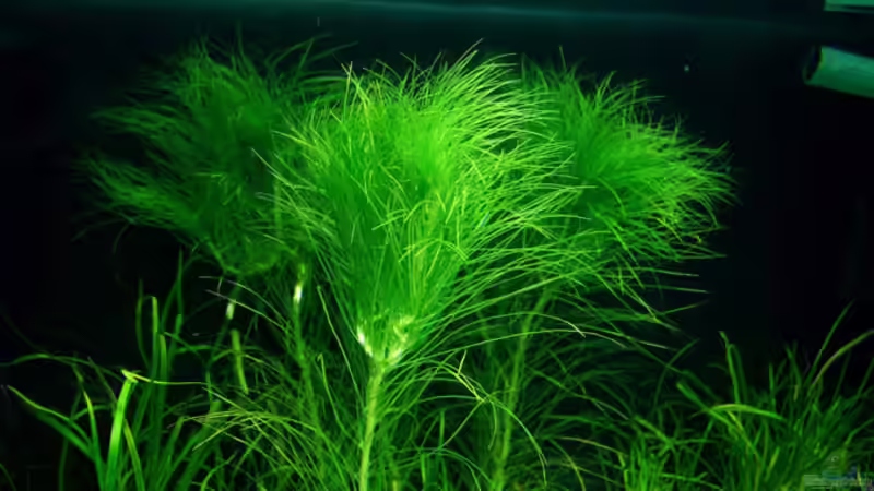 Aquarium Becken 2781 von Nico Förster (4)