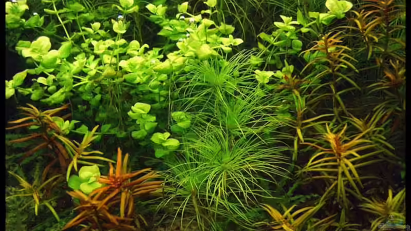 Aquarium Becken 2781 von Nico Förster (5)