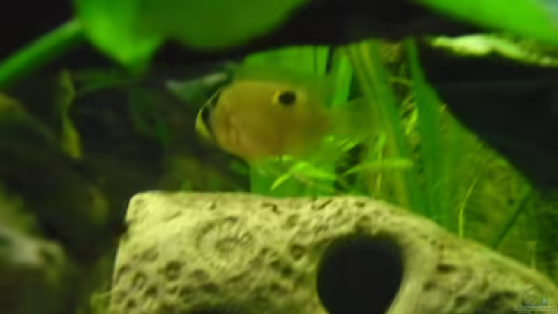 Aquarium Becken 27826 (Nur noch als Beispiel) von Ruppinho (10)